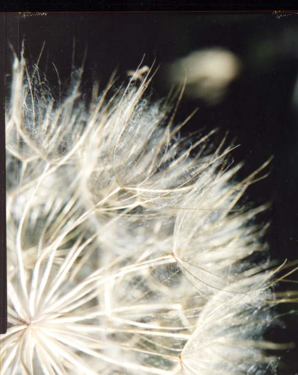 [photograph by Tiffany Roman]