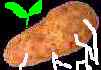 [Shuko Wada Potatoes]