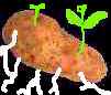 Shuko Wada Potatoes