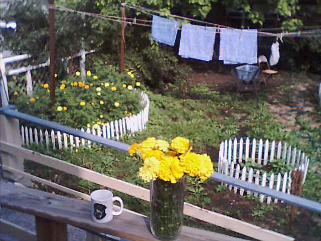 backyard, 9/11/00