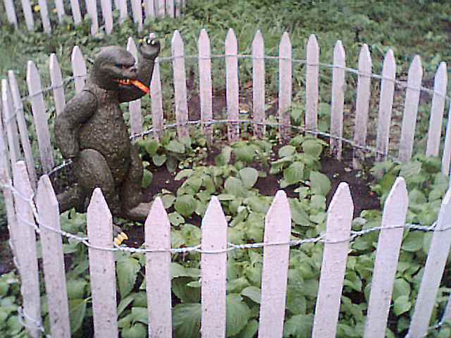 Zuchinni, 9/12/00