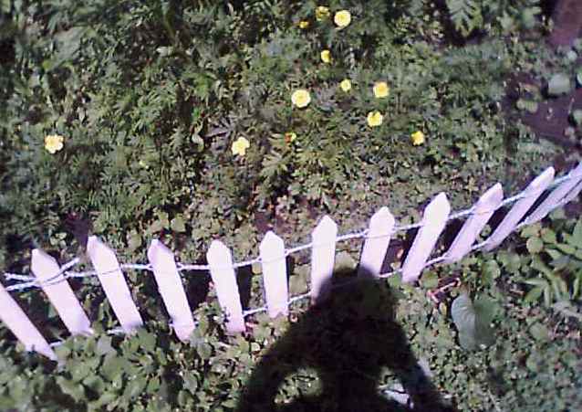 First Marigold, 8/7/00