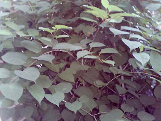 Bamboo