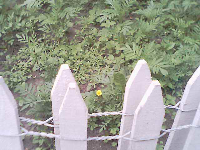 First Marigold, 7/19/00