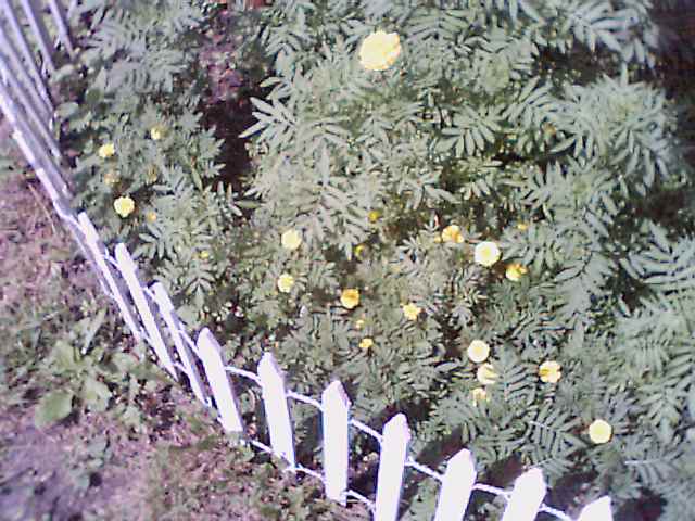 more marigold, 8/17/00