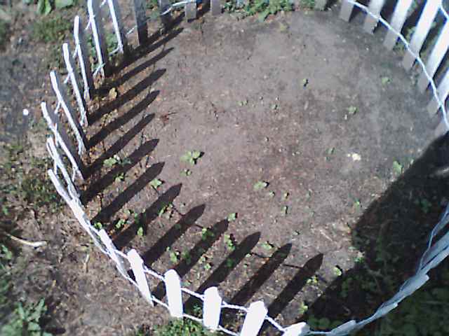 Zuchinni, 8/17/00