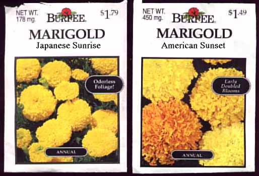 Shuko Wada Marigolds