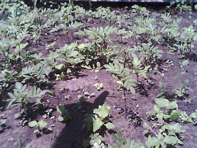 Marigolds at two weeks