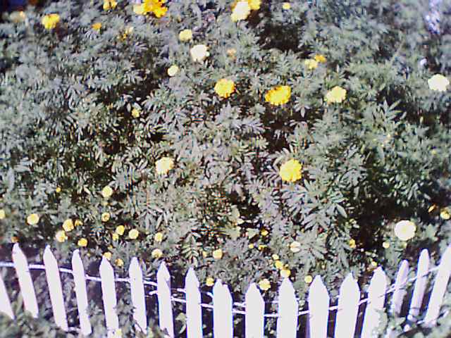 more marigold, 9/5/00