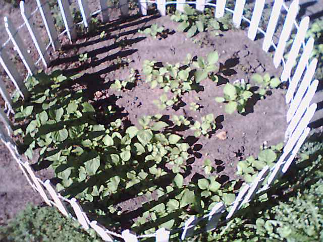 Zuchinni, 9/5/00