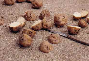 [halved potatoes]
