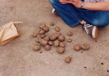 [potatoes]